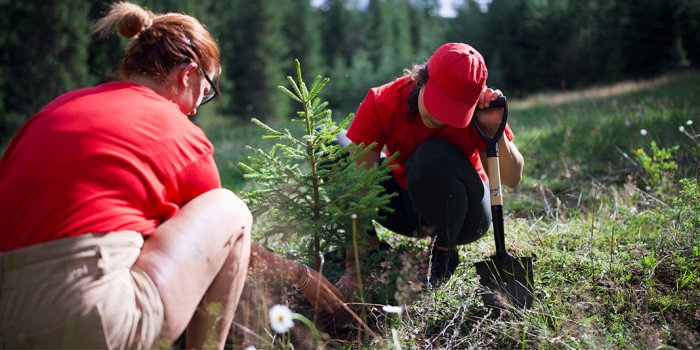 two people planting trees