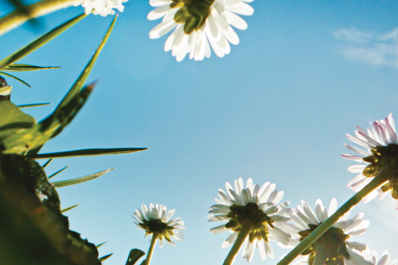 expect_daisies_600x400-1729637014.png